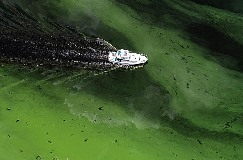 polluted water with algae