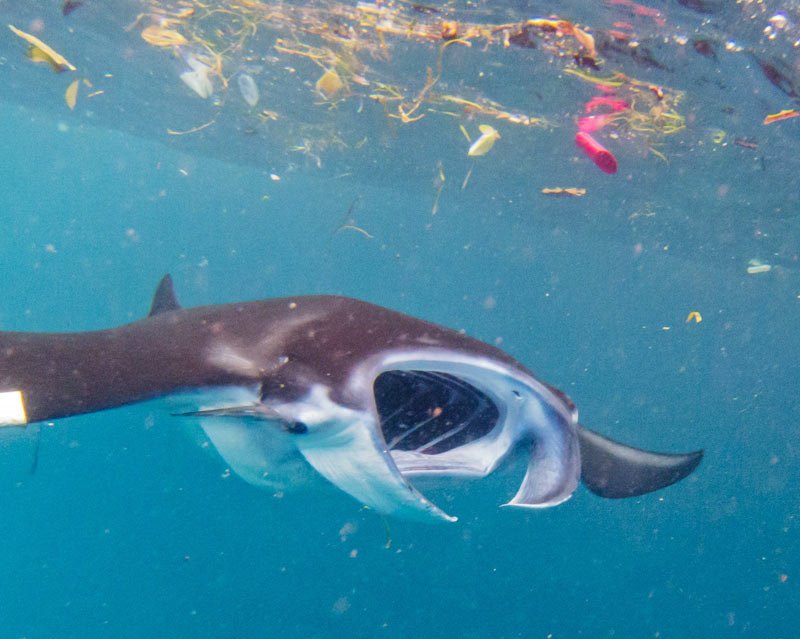 Marine life suffering due to micro plastic in oceans