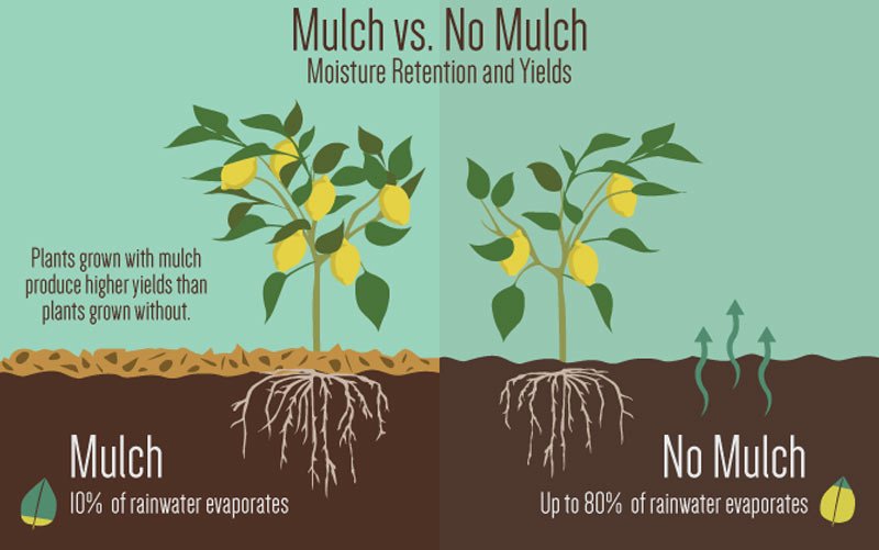 Mulch gardens benefit