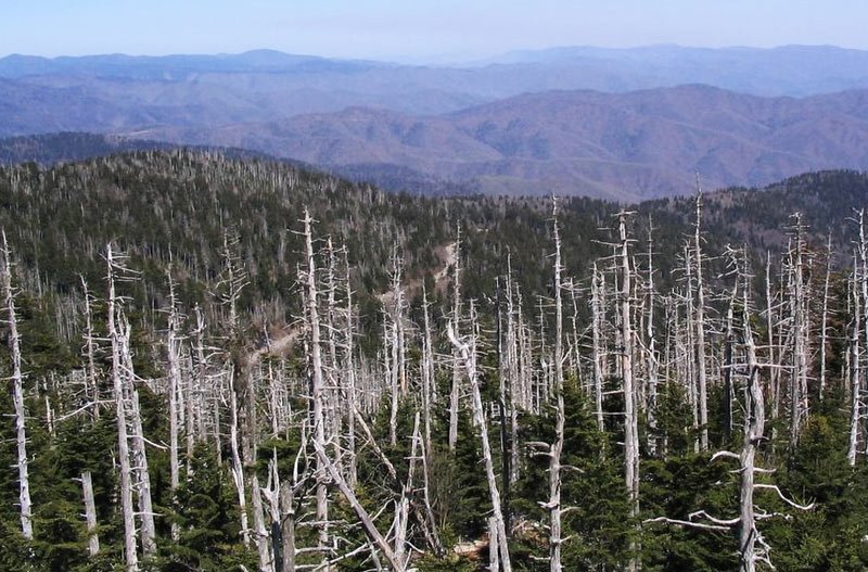 Effect of acid rain on forest